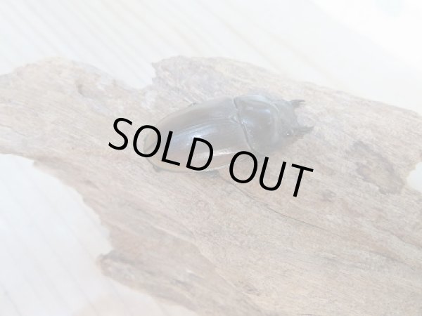 画像4: 新成虫☆F4☆ハスタートノコギリクワガタ(新亜種ナカゴメイ)♂56ミリ♀36.5ミリペア販売!! (4)