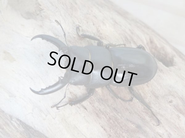 画像2: 新成虫☆F7☆チョウセンヒラタクワガタ(亜種アカホリ)♂43ミリ♀フリーサイズペア販売!! (2)