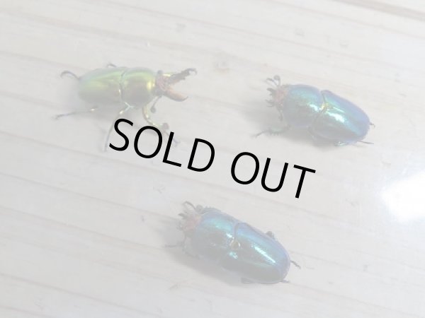 画像7: 新成虫!ラトレイユキンイロクワガタ♂♀フリーサイズ+♀フリーサイズ計3頭トリオ販売!! (7)