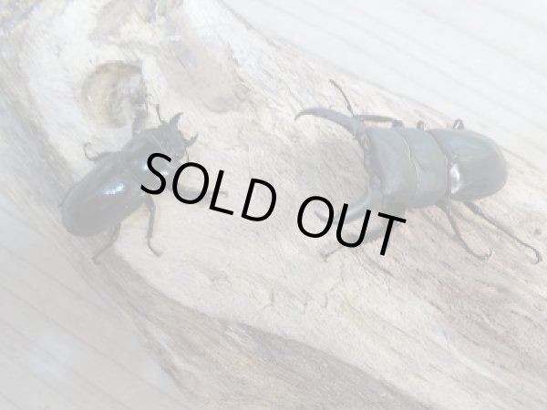 画像5: 新成虫☆F7☆チョウセンヒラタクワガタ(亜種アカホリ)♂43ミリ♀フリーサイズペア販売!! (5)