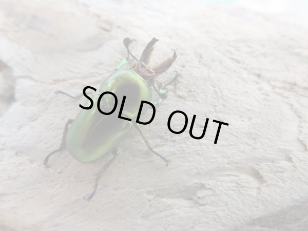 画像3: 新成虫!ラトレイユキンイロクワガタ♂♀フリーサイズ+♀フリーサイズ計3頭トリオ販売!! (3)