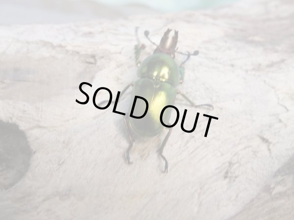 画像5: 新成虫!ラトレイユキンイロクワガタ♂♀フリーサイズ+♀フリーサイズ計3頭トリオ販売!! (5)