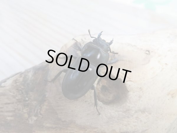 画像4: 新成虫☆F7☆チョウセンヒラタクワガタ(亜種アカホリ)♂41ミリ♀フリーサイズペア販売!! (4)