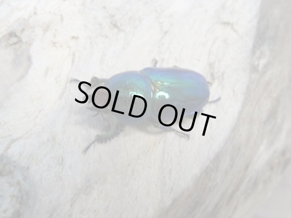 画像6: 新成虫!ラトレイユキンイロクワガタ♂♀フリーサイズ+♀フリーサイズ計3頭トリオ販売!! (6)