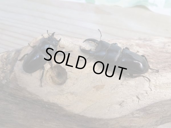 画像5: 新成虫☆F7☆チョウセンヒラタクワガタ(亜種アカホリ)♂41ミリ♀フリーサイズペア販売!! (5)