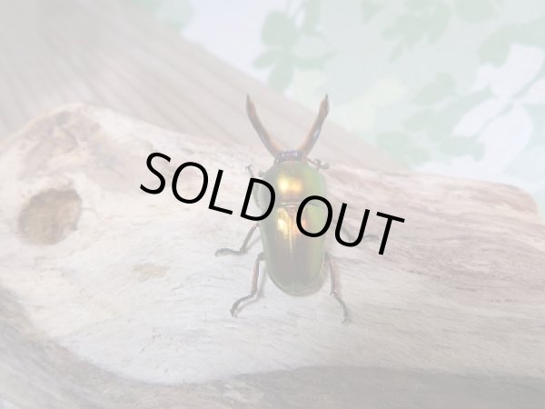 画像2: 新成虫!ラトレイユキンイロクワガタ♂♀フリーサイズ+♀フリーサイズ計3頭トリオ販売!! (2)