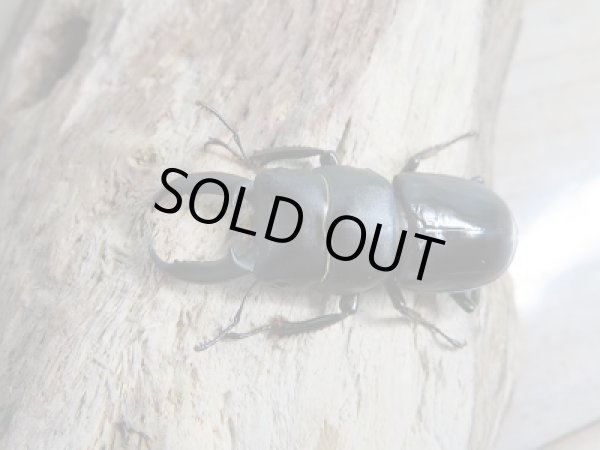 画像2: 新成虫☆F7☆チョウセンヒラタクワガタ(亜種アカホリ)♂41ミリ♀フリーサイズペア販売!! (2)