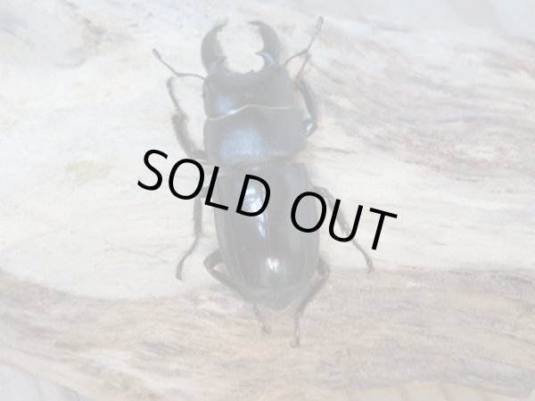 画像3: 新成虫☆F7☆チョウセンヒラタクワガタ(亜種アカホリ)♂41ミリ♀フリーサイズペア販売!! (3)