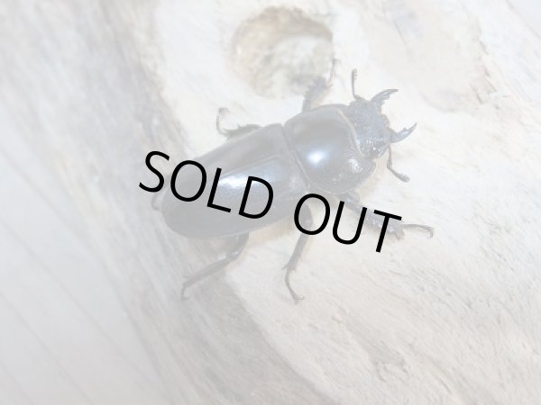 画像4: 新成虫☆F7☆チョウセンヒラタクワガタ(亜種アカホリ)♂43ミリ♀フリーサイズペア販売!! (4)