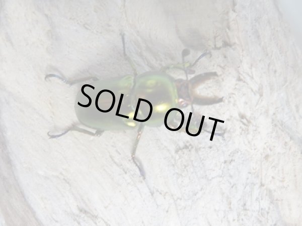 画像4: 新成虫!ラトレイユキンイロクワガタ♂♀フリーサイズ+♀フリーサイズ計3頭トリオ販売!! (4)