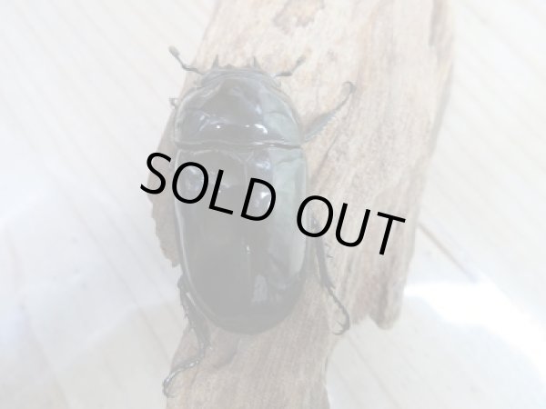 画像6: 新成虫☆ピンクアイ☆タランドゥスオオツヤクワガタ♂74ミリ♀51ミリペア販売!! (6)