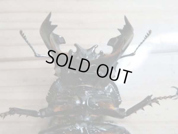 画像4: 新成虫☆ピンクアイ☆タランドゥスオオツヤクワガタ♂74ミリ♀51ミリペア販売!! (4)