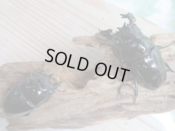 画像8: 新成虫☆ピンクアイ☆タランドゥスオオツヤクワガタ♂74ミリ♀51ミリペア販売!! (8)