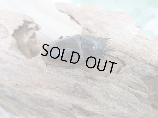 画像4: 新成虫☆F4☆ハスタートノコギリクワガタ(新亜種ナカゴメイ)♂58ミリ♀37.5ミリペア販売!! (4)