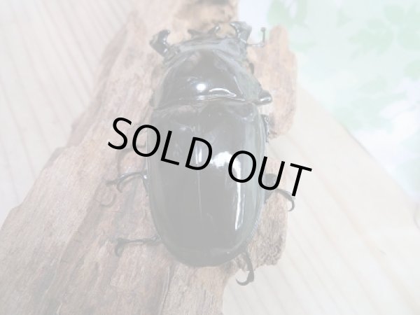 画像3: 新成虫☆タランドゥスオオツヤクワガタ♂77ミリ♀49ミリペア販売!! (3)