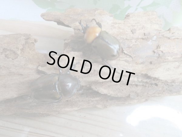 画像5: ☆くろねこチャンネル様より入荷☆ヨツボシヒナカブト♂35ミリ♀フリーサイズペア販売!! (5)