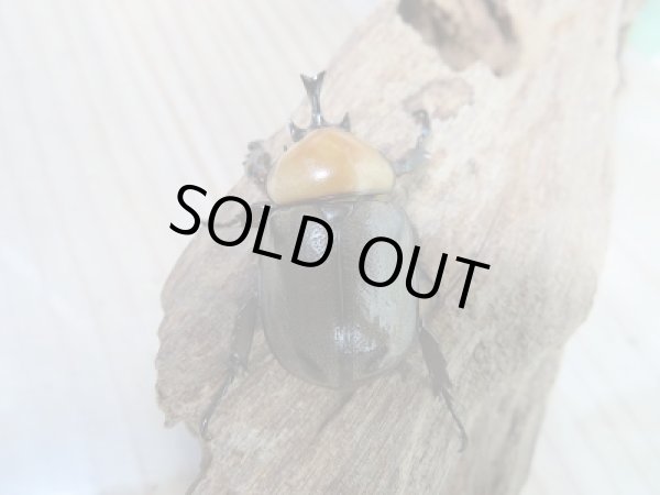 画像3: ☆くろねこチャンネル様より入荷☆ヨツボシヒナカブト♂35ミリ♀フリーサイズペア販売!! (3)