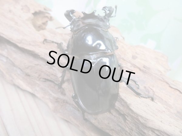 画像3: 新成虫☆ピンクアイ☆タランドゥスオオツヤクワガタ♂74ミリ♀51ミリペア販売!! (3)