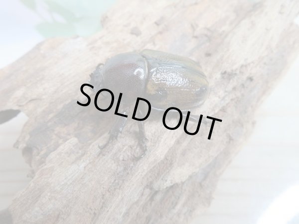 画像4: ☆くろねこチャンネル様より入荷☆ヨツボシヒナカブト♂35ミリ♀フリーサイズペア販売!! (4)