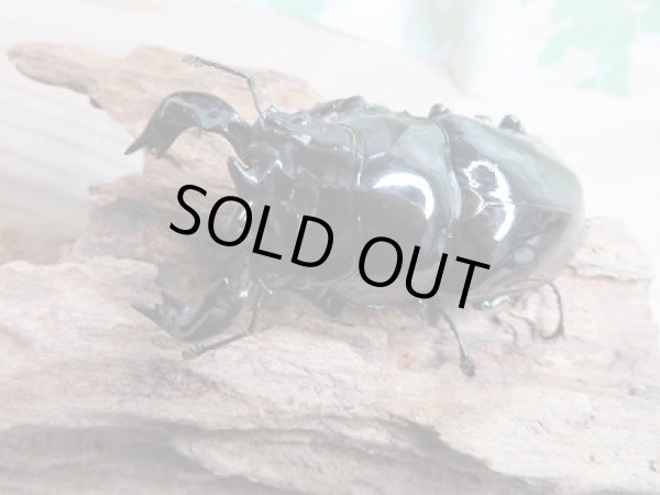 画像2: 新成虫☆タランドゥスオオツヤクワガタ♂77ミリ♀49ミリペア販売!! (2)