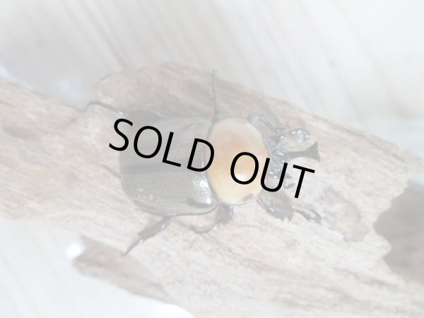 画像2: ☆くろねこチャンネル様より入荷☆ヨツボシヒナカブト♂35ミリ♀フリーサイズペア販売!! (2)