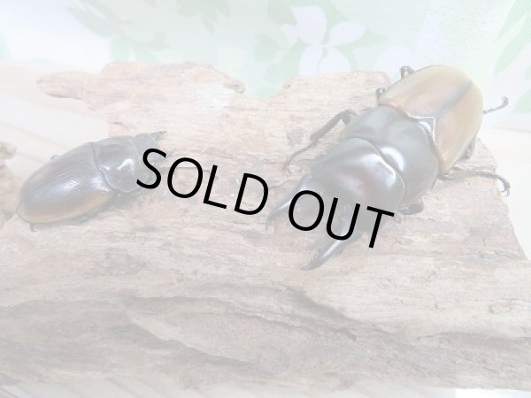 画像5: 新成虫☆F4☆ハスタートノコギリクワガタ(新亜種ナカゴメイ)♂58ミリ♀37.5ミリペア販売!! (5)