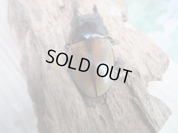 画像3: 新成虫☆F4☆ハスタートノコギリクワガタ(新亜種ナカゴメイ)♂58ミリ♀37.5ミリペア販売!! (3)