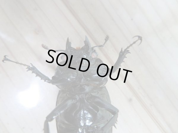 画像7: 新成虫☆ピンクアイ☆タランドゥスオオツヤクワガタ♂74ミリ♀51ミリペア販売!! (7)