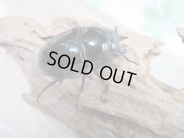 画像4: 新成虫☆タランドゥスオオツヤクワガタ♂77ミリ♀49ミリペア販売!! (4)