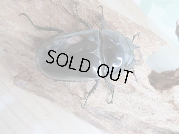 画像5: 新成虫☆タランドゥスオオツヤクワガタ♂77ミリ♀49ミリペア販売!! (5)