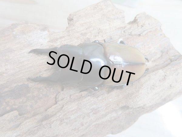 画像2: 新成虫☆F4☆ハスタートノコギリクワガタ(新亜種ナカゴメイ)♂58ミリ♀37.5ミリペア販売!! (2)