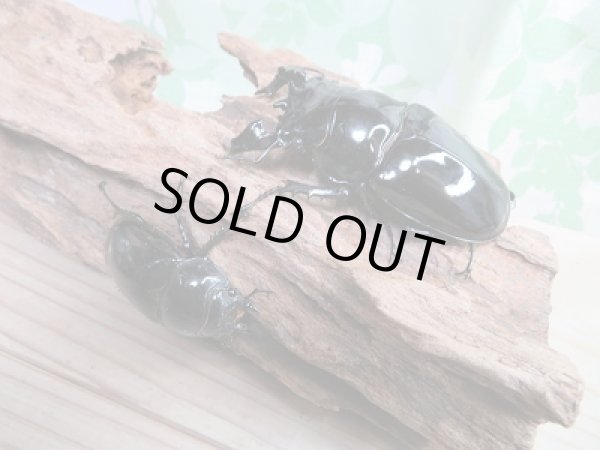 画像6: 新成虫☆タランドゥスオオツヤクワガタ♂77ミリ♀49ミリペア販売!! (6)