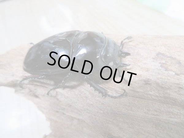 画像5: 新成虫☆ピンクアイ☆タランドゥスオオツヤクワガタ♂74ミリ♀51ミリペア販売!! (5)