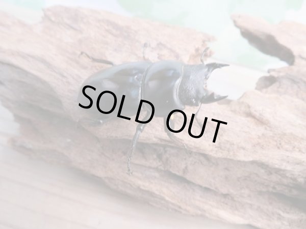 画像4: 新成虫!F2☆ネパレンシスコクワ♂70ミリ♀45ミリ+45ミリトリオ限定1セット販売!! (4)