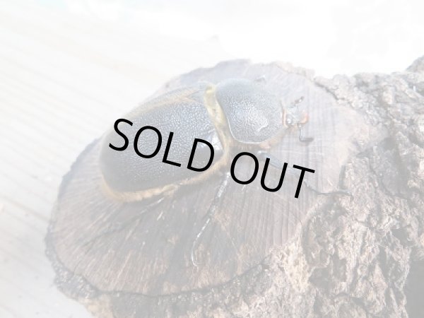 画像4: 大人気種!!新成虫☆サタンオオカブト♂94ミリ♀66ミリペア販売!! (4)