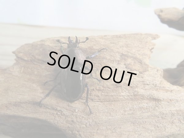 画像4: 人気種!!新成虫☆ドウイロクワガタ♂32ミリ♀フリーサイズペア販売!! (4)