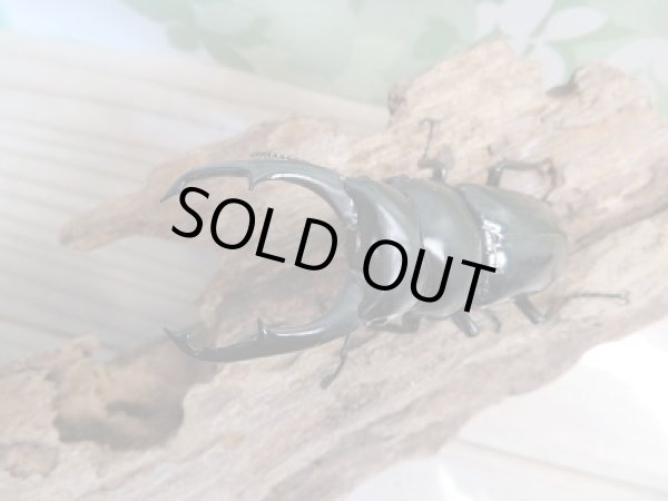 画像2: 新成虫!F2☆ネパレンシスコクワ♂70ミリ♀45ミリ+45ミリトリオ限定1セット販売!! (2)