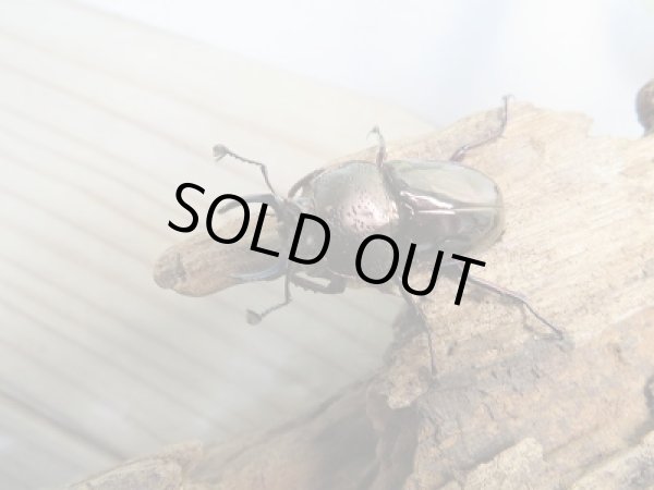 画像2: 人気種!!新成虫☆ドウイロクワガタ♂32ミリ♀フリーサイズペア販売!! (2)