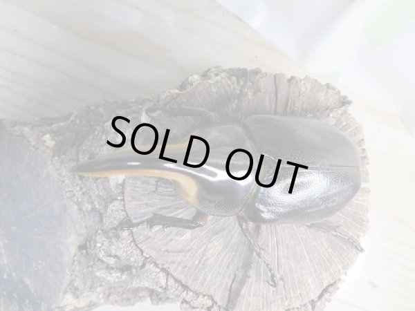 画像2: 大人気種!!新成虫☆サタンオオカブト♂94ミリ♀66ミリペア販売!! (2)