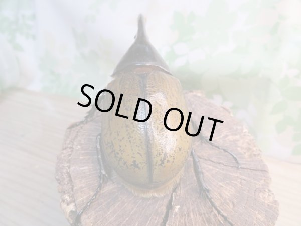 画像3: 新成虫☆D.H.リッキー♂120ミリ♀64ミリ+♀63ミリトリオ販売!! (3)