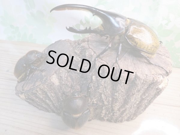 画像6: 新成虫☆D.H.リッキー♂120ミリ♀64ミリ+♀63ミリトリオ販売!! (6)