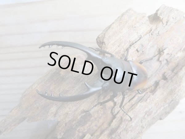 画像2: 人気種!!新成虫☆レニノコギリクワガタ(紋入り)♂60ミリ♀フリーサイズペア販売!! (2)