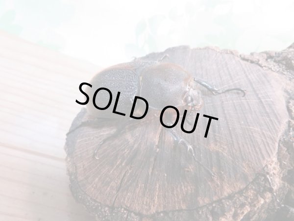 画像4: 新成虫☆D.H.リッキー♂113ミリ♀62ミリ+♀61ミリトリオ販売!! (4)