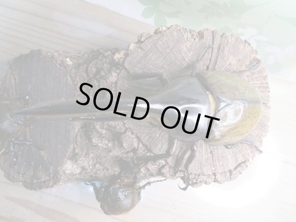 画像2: 新成虫☆D.H.リッキー♂120ミリ♀64ミリ+♀63ミリトリオ販売!! (2)