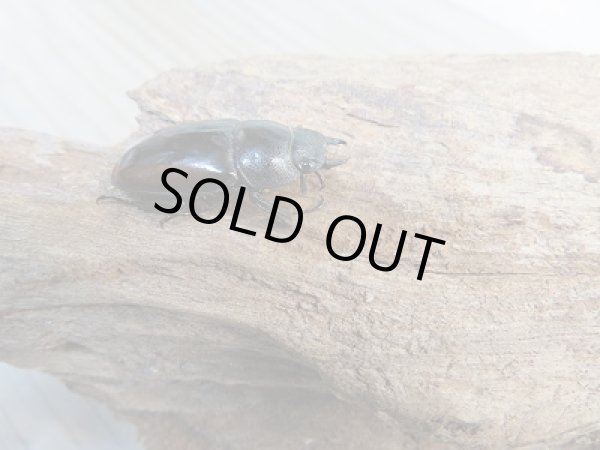 画像4: 人気種!!新成虫☆レニノコギリクワガタ(紋入り)♂60ミリ♀フリーサイズペア販売!! (4)