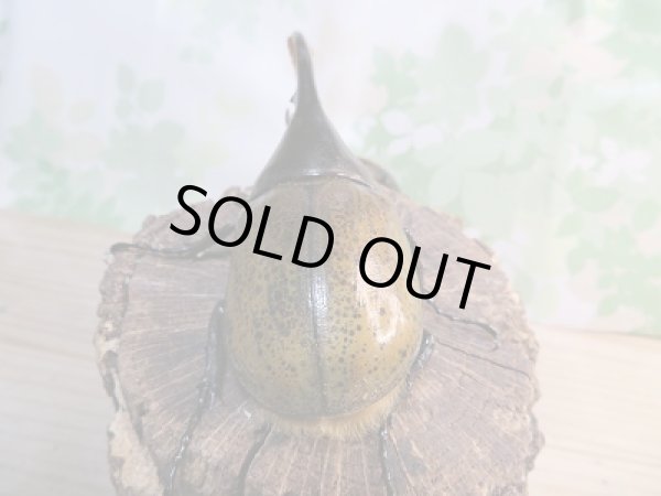 画像3: 新成虫☆D.H.リッキー♂113ミリ♀62ミリ+♀61ミリトリオ販売!! (3)