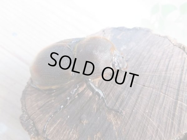 画像4: 新成虫☆D.H.リッキー♂120ミリ♀64ミリ+♀63ミリトリオ販売!! (4)