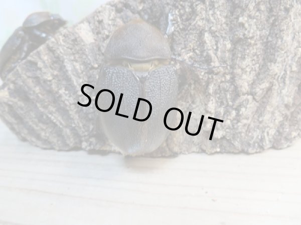 画像5: 新成虫☆D.H.リッキー♂120ミリ♀64ミリ+♀63ミリトリオ販売!! (5)