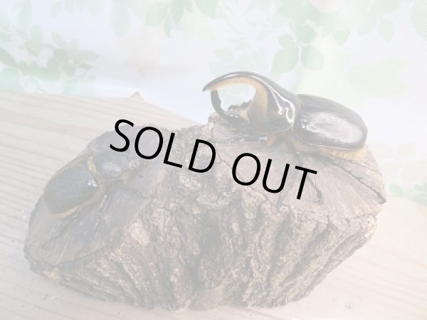 画像5: 大人気種!!新成虫☆サタンオオカブト♂94ミリ♀66ミリペア販売!! (5)