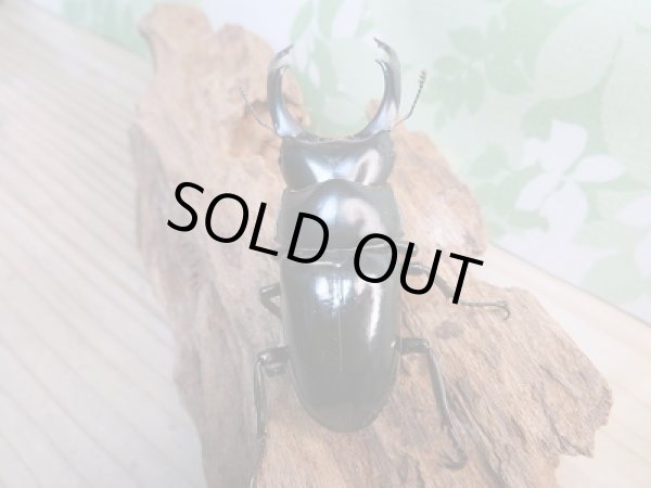 画像3: 新成虫!F2☆ネパレンシスコクワ♂70ミリ♀45ミリ+45ミリトリオ限定1セット販売!! (3)